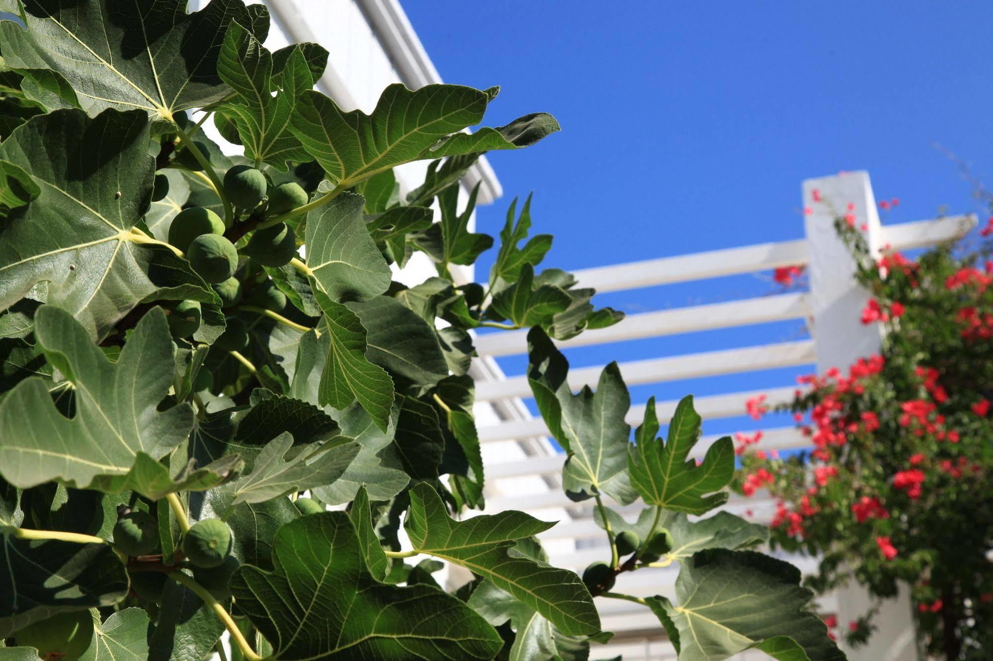 Muskebi Apart Otel Ortakent Buitenkant foto